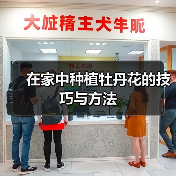 在家中种植牡丹花的技巧与方法