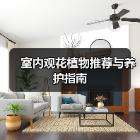 室内观花植物推荐与养护指南（图4）